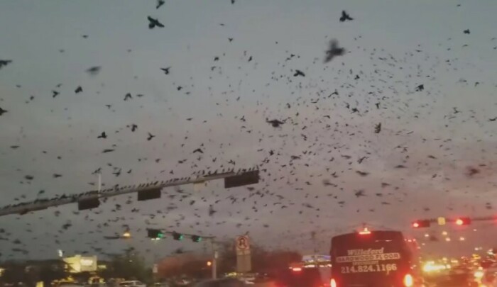 Ravens Trying to Reconquer California (Pennsylvania, USA)