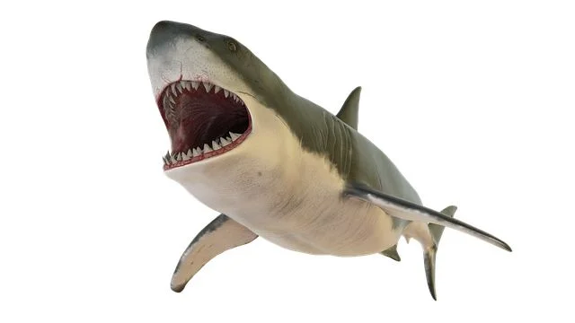 10 weirdest things found in animal stomachs