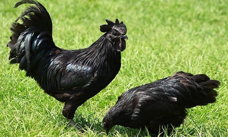 Intriguing facts about natural black skin chicken