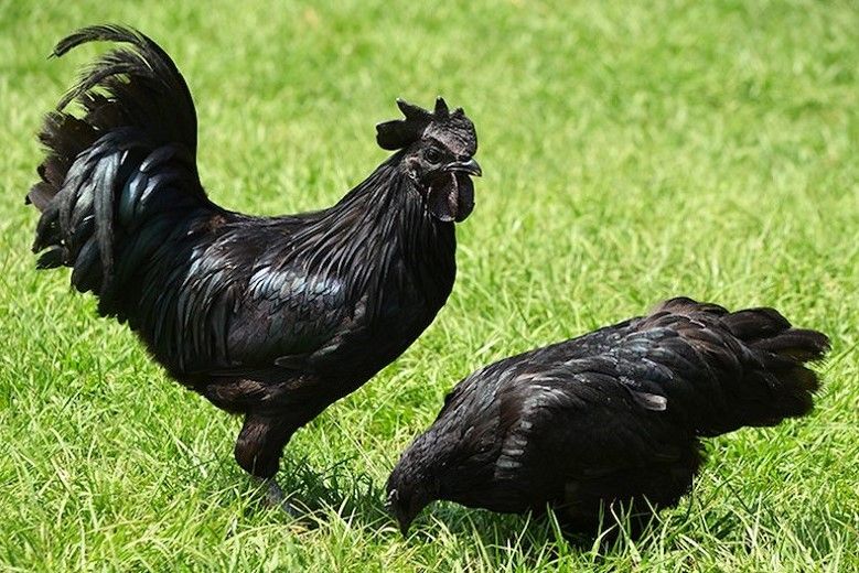 Intriguing facts about natural black skin chicken