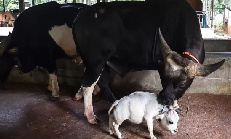 Dwarf cow, Rani: probably the smallest cow in the world