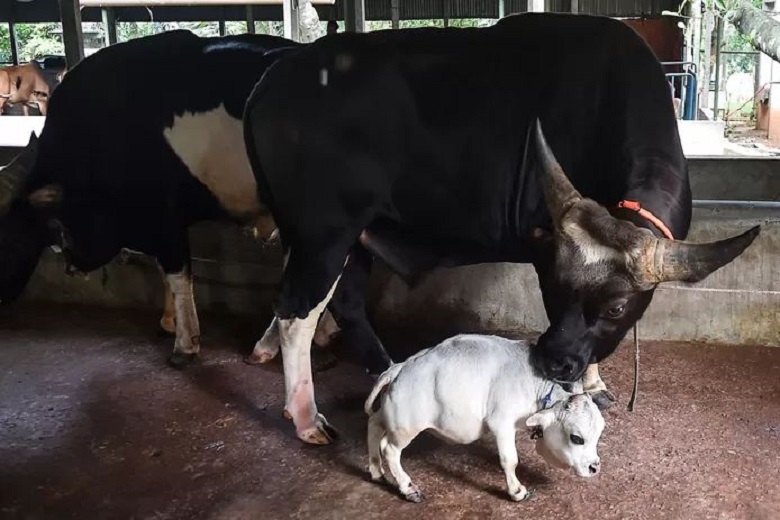 Dwarf cow, Rani: probably the smallest cow in the world