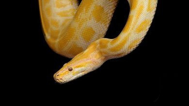 Snake bites man in the private parts while sitting on the toilet