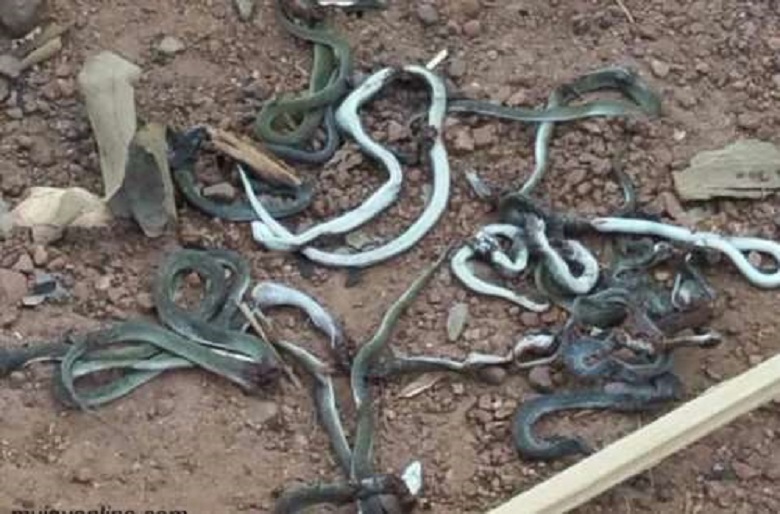 Snakes as punishment (Ghana)