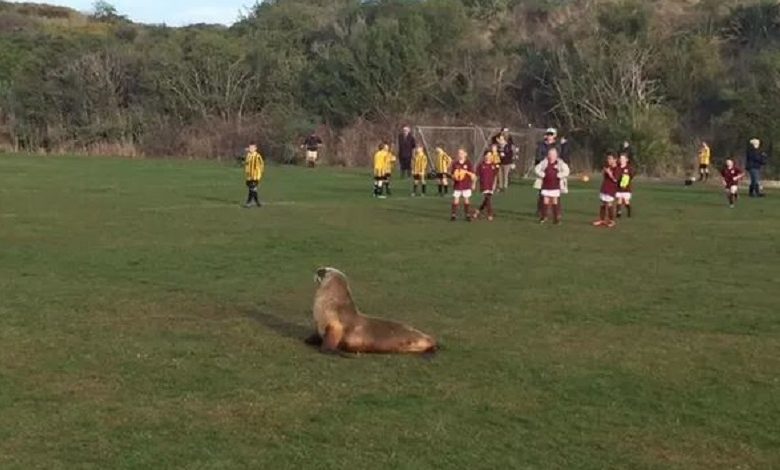 Sea lion suspends football match in New Zealand