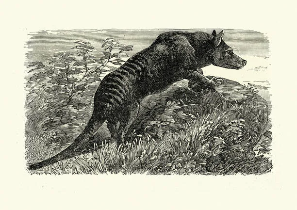 Tasmanian marsupial wolf, the thylacine