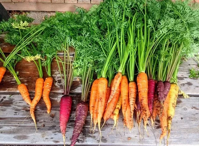 5+ health benefits of carrots