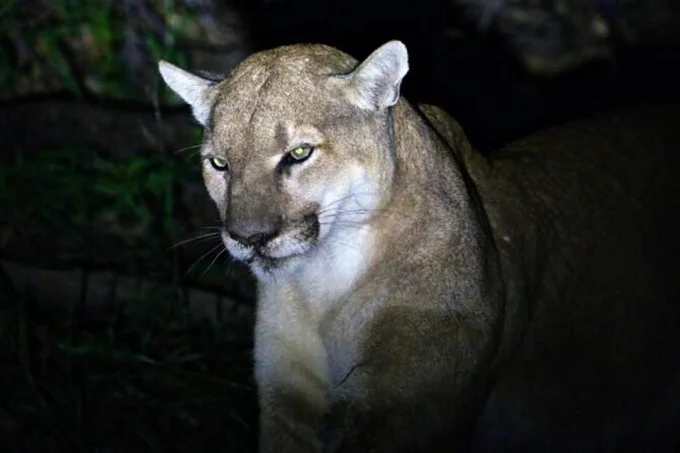 US mother fights Mountain lion who drags her son (5)