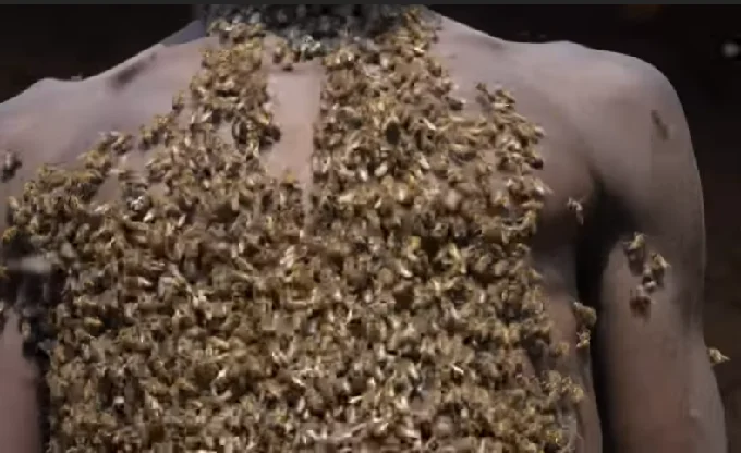 Bee bearding: Man claim to be ‘king of bees’ and posses power to control them