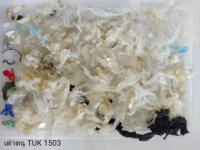 The plastic that came out of the animal's intestines. In total, 158 pieces of waste were found.