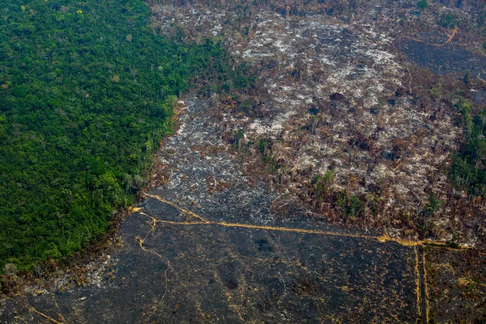 Amazon rainforest before and after: 10,476 square km disappeared in a year