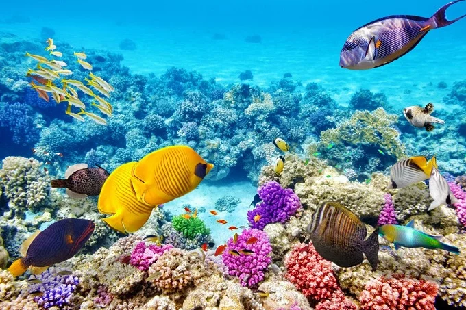 Interesting facts about the Great Barrier Reef