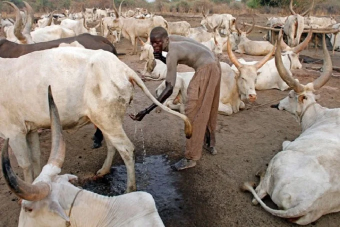 This Africa tribe fights infections by bathing with cow urine