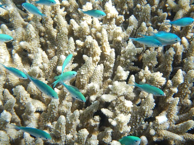 Interesting facts about the Great Barrier Reef