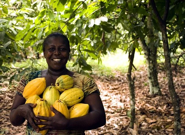 Cocoa production in Ivory Coast: towards a shortage of cocoa?