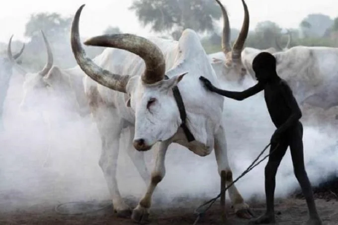 Mundari tribe bathing their cow