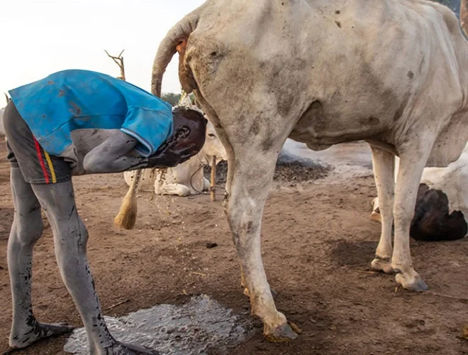 A Mundari tribe bathing with cow urine