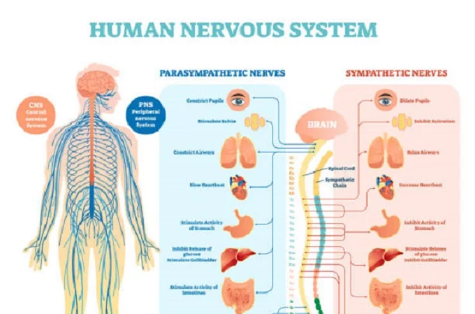 Five foods for nervous system health