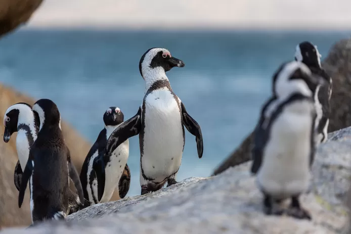 Swarm of bees kill 63 endangered penguins in South Africa