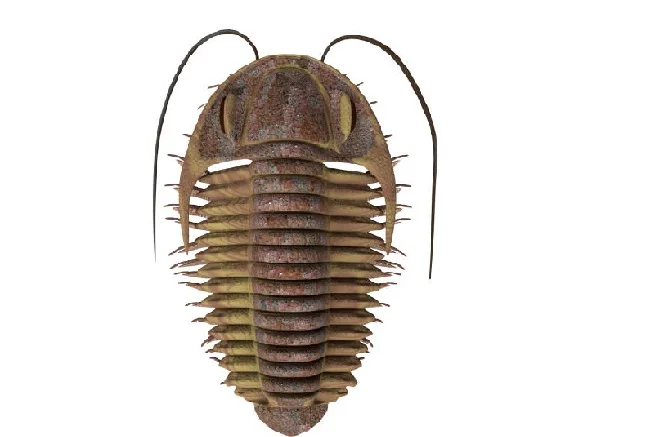 Trilobites: in what period and in what era did they appear, size, interesting facts