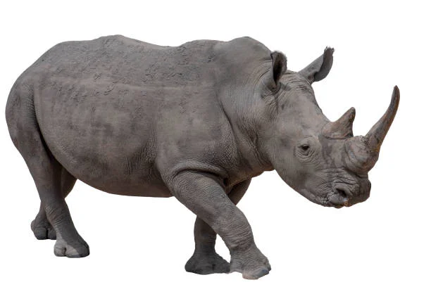 West African black rhino