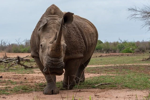 World’s oldest white rhinoceros ‘Grandpa Toby’ dies aged 54