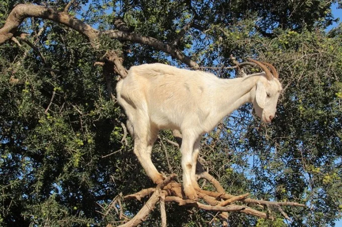 Goat on top of Argania tree