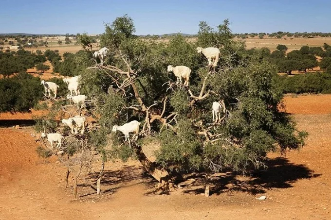Goats on top of Argania tree in Morocco
