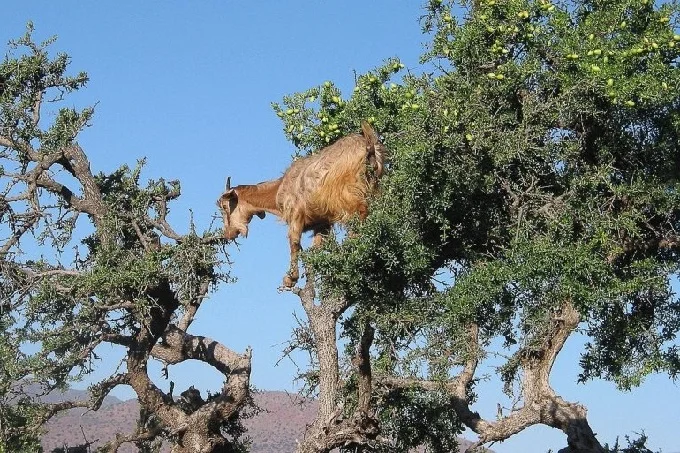 Why do goats climb trees in Morocco? Argania, goat tree