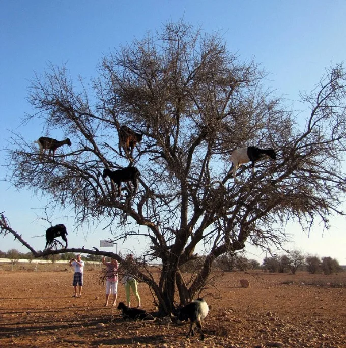 Tourists taking photos of the Goat tree in Morocco