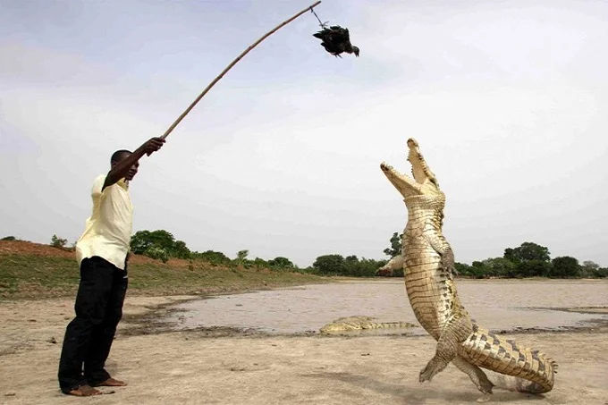 Villager luring Bazoule Crocodiles with a live chicken