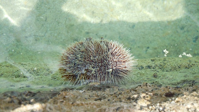 The sea urchin is dangerous to humans:14 interesting facts about sea urchins