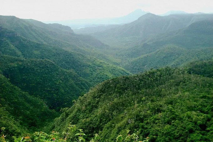 Rainforest in Mauritius