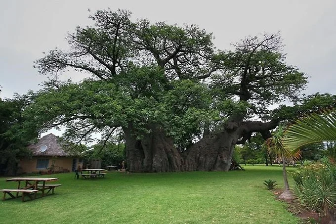 Unusual restaurant inside the Baobab