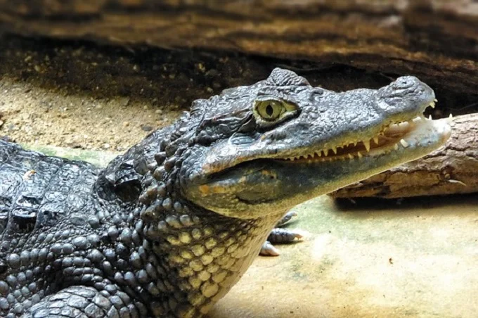 11 interesting facts about the caimans