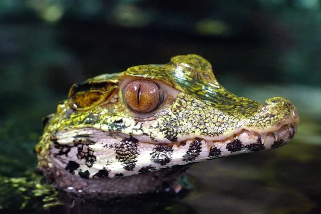 11 interesting facts about the caimans
