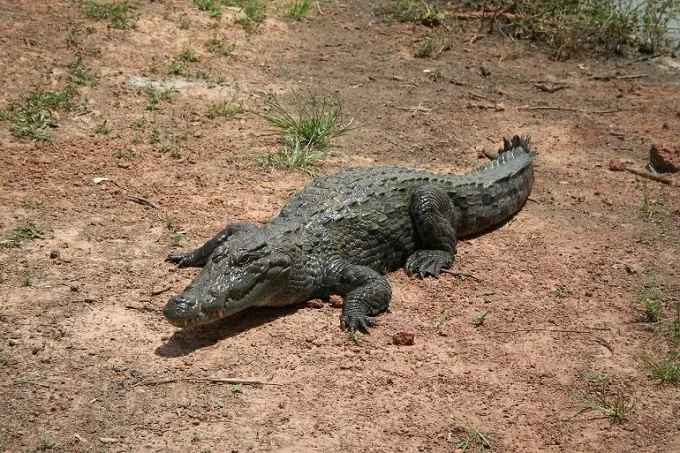 Bazoule Crocodiles: Sacred Crocodiles in Burkina Faso