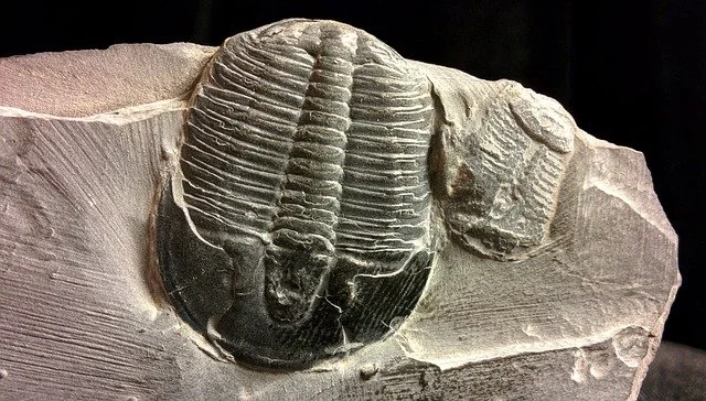 Trilobites: in what period and in what era did they appear, size, interesting facts