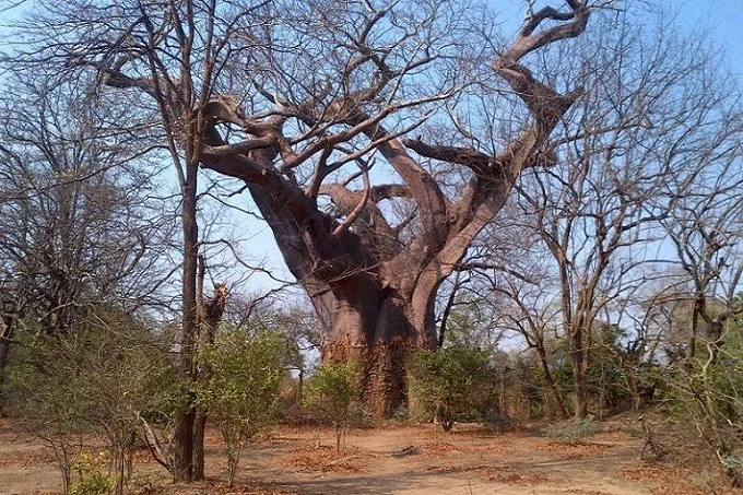 The leper tree in Malawi