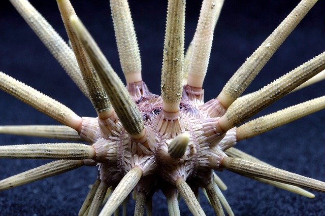 The sea urchin is dangerous to humans.:14 interesting facts about sea urchins