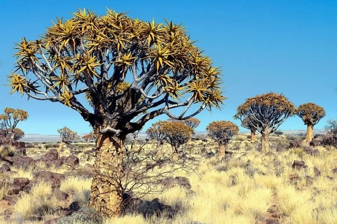 Quiver tree facts: Unique Quiver Forest in Namibia