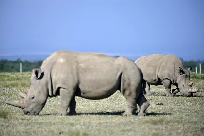In the wild, there are barely two northern white rhinoceroses. Najin and Fatu, both females, live in Kenya and are constantly watched by guards who try to protect the animals from poachers.

