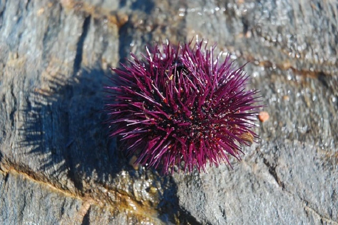 The sea urchin is dangerous to humans.:14 interesting facts about sea urchins