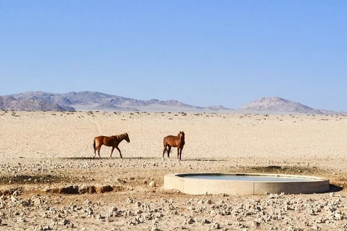 Wild horses of the Namib desert