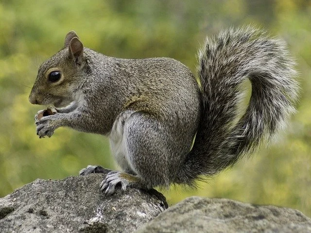 Serious stash: squirrel fills pickup truck with thousands of walnuts