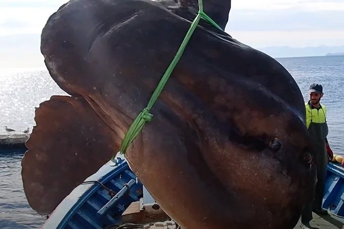 2-tons weight: an “exceptional” catch off the Moroccan coast