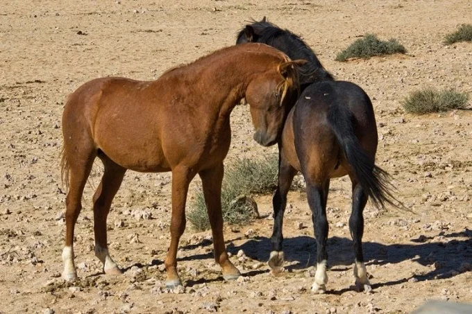 Wild horses of the Namib desert