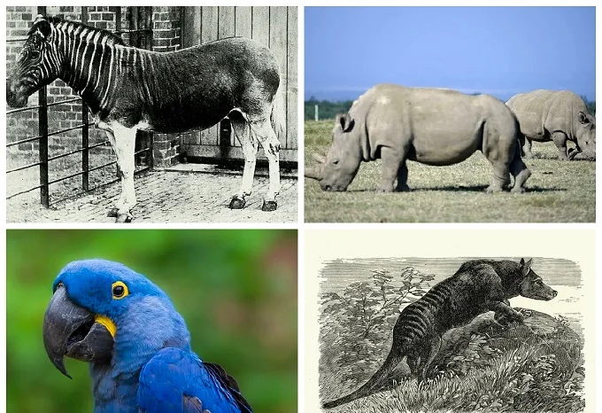 10 animals that have become extinct due to human fault in the past 150 years