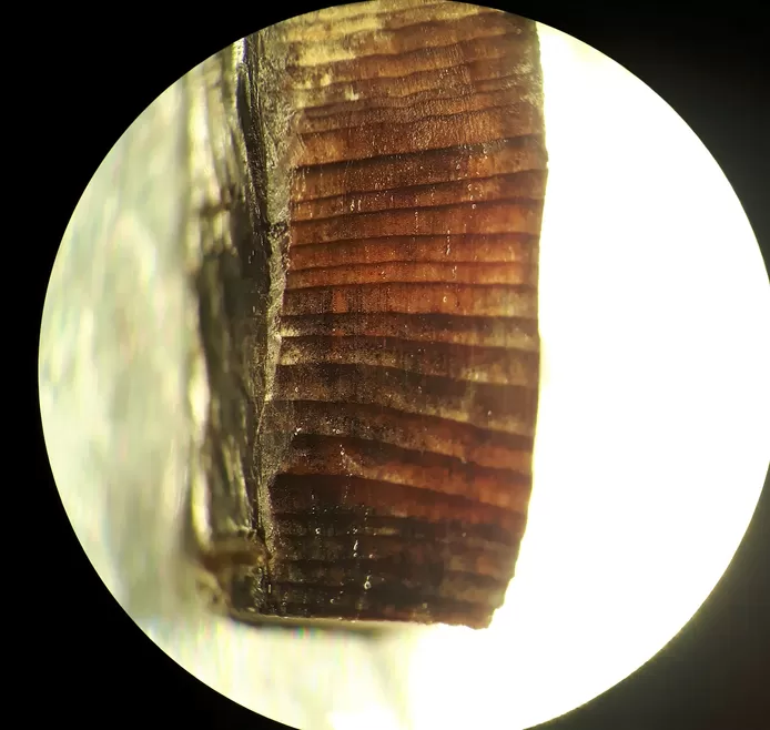 A piece of wood with tree rings from the Viking village of L'Anse aux Meadows
