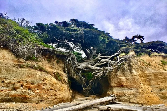 Kalaloch Tree of Life: the symbol of life and rebirth